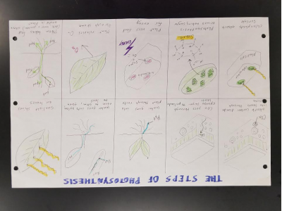 8.6 photosynthesis poster SAMPLE 2.jpg