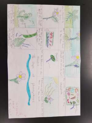 8.6 photosynthesis poster SAMPLE 3.jpg