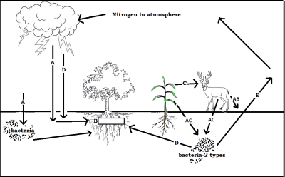 6.3 nitrogen cycle picture--students fill out PRINT.png
